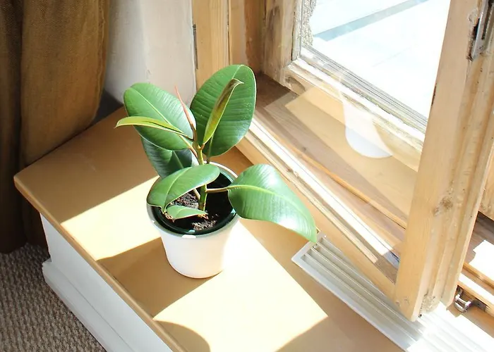 Tree House Hostel Riga